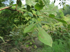 Searsia pyroides