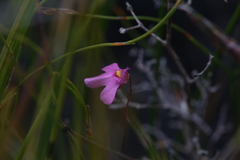 Utricularia multifida