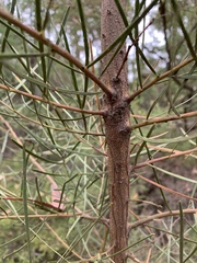 Acacia elongata
