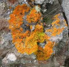 Xanthoria aureola