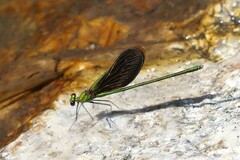 Neurobasis chinensis