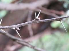Vachellia karroo