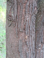 Vachellia karroo