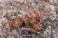 Drosera pulchella