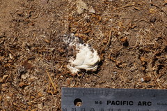 Geococcyx californianus