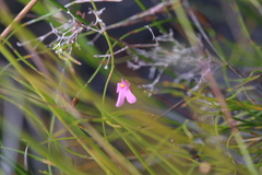 Utricularia multifida