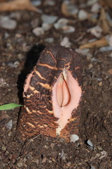 Hydnora abyssinica