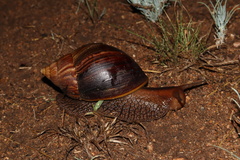 Lissachatina immaculata