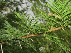 Vachellia karroo