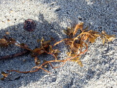 Sargassum fluitans