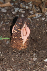 Hydnora abyssinica