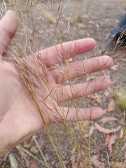 Austrostipa scabra
