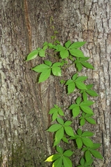Parthenocissus quinquefolia