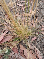 Austrostipa scabra