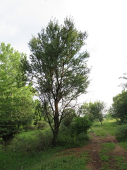 Vachellia karroo