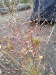 Austrostipa scabra