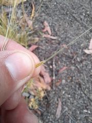 Austrostipa scabra