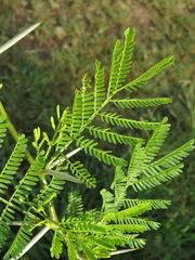 Vachellia karroo