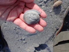 Lunarca ovalis