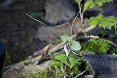 Corybas acuminatus