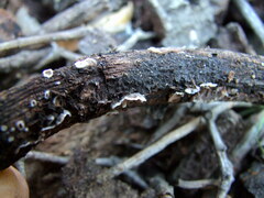 Peniophora malenconii