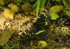 Limenitis populi