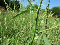 Melilotus albus