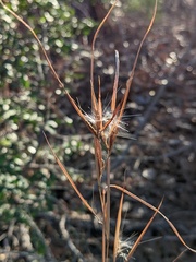 Andropogon gyrans