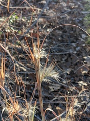 Andropogon gyrans