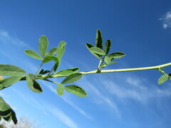 Melilotus albus