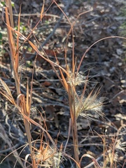 Andropogon gyrans