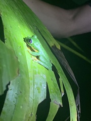 Agalychnis callidryas