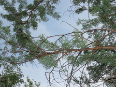 Vachellia karroo