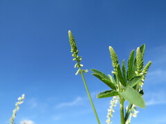 Melilotus albus