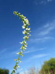 Melilotus albus