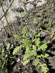 Salvia columbariae