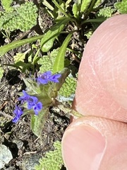 Salvia columbariae