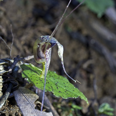 Corybas acuminatus