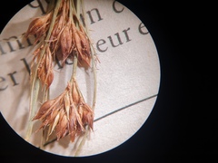 Rhynchospora fascicularis