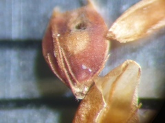 Rhynchospora fascicularis