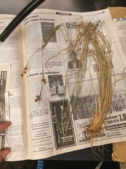 Rhynchospora fascicularis