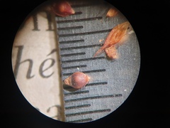 Rhynchospora fascicularis