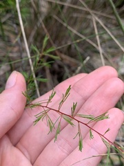 Dillwynia tenuifolia