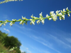 Melilotus albus