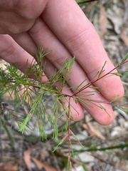 Dillwynia tenuifolia
