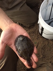 Trinectes maculatus
