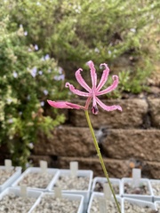 Nerine bowdenii