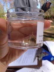 Etheostoma flabellare