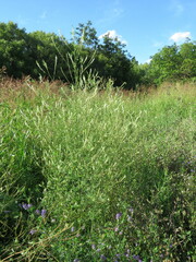 Melilotus albus