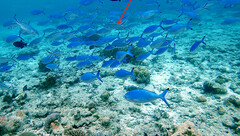 Caesio caerulaurea